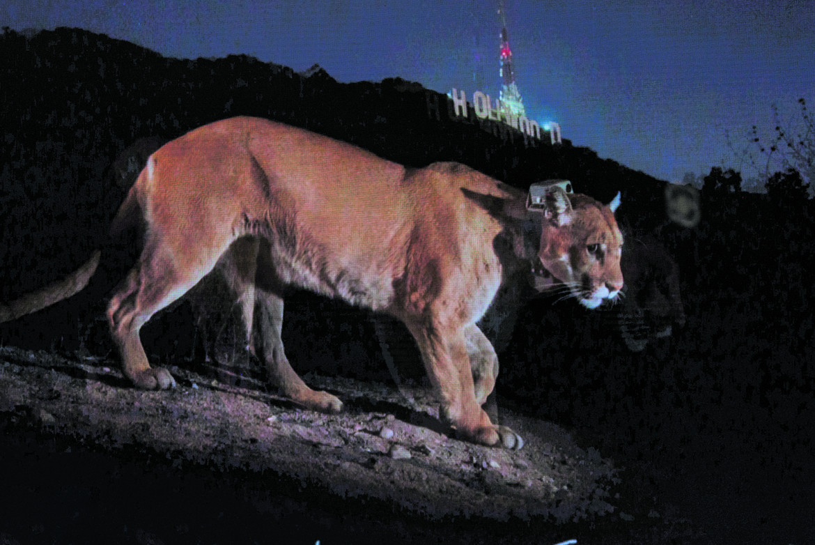 P22, il puma star di Hollywood Hills