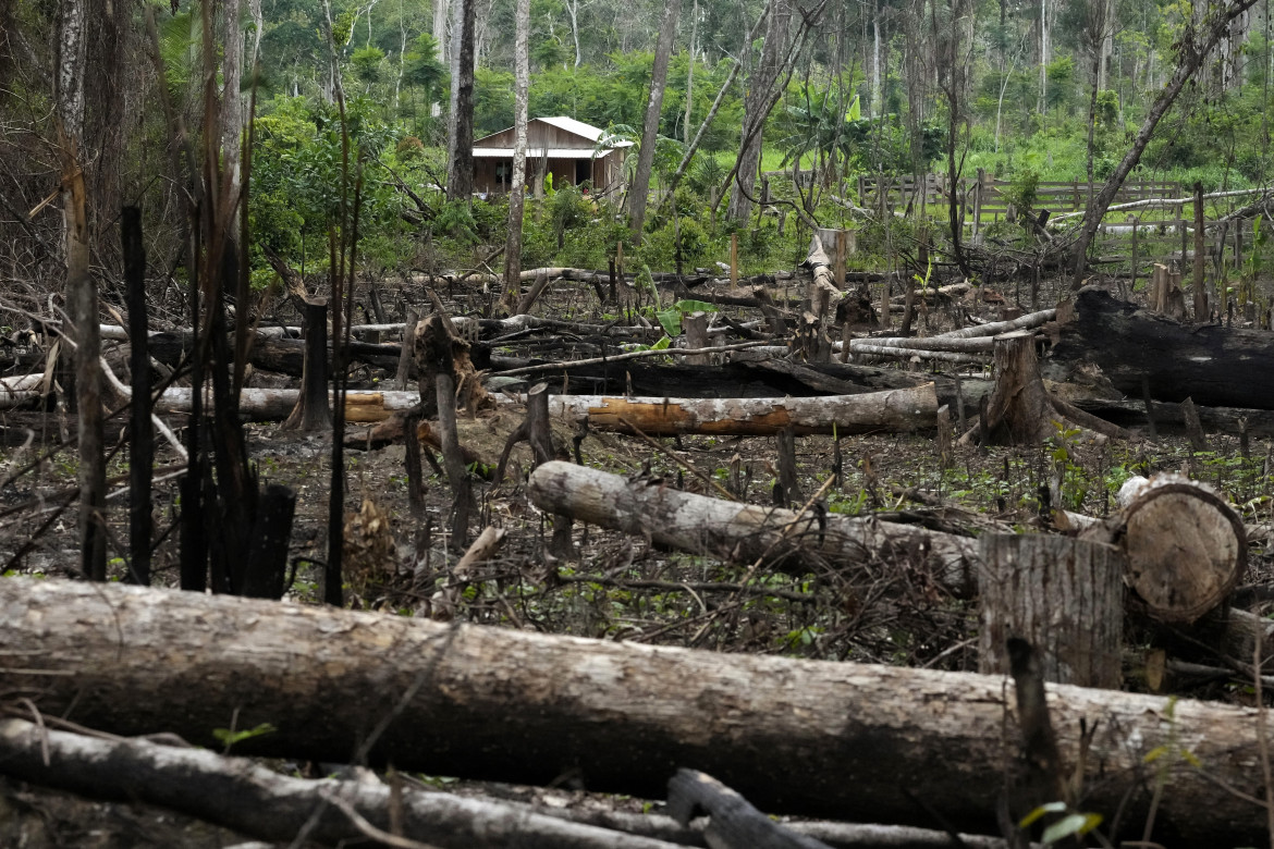 Alberi in cambio di emissioni: i conti non tornano