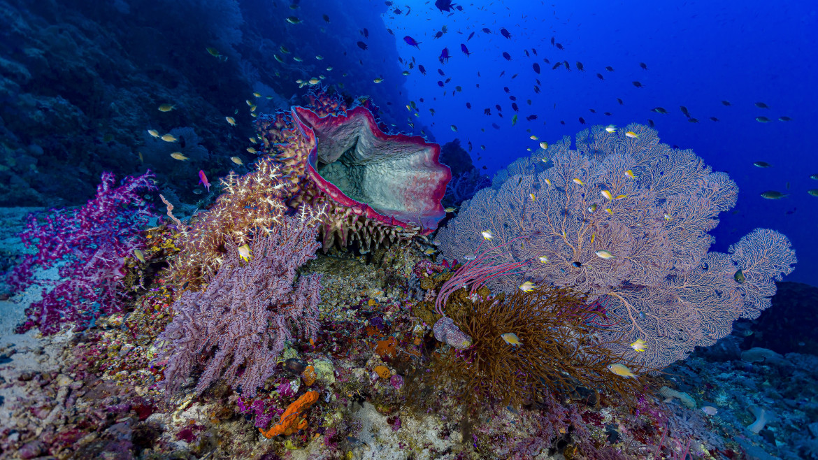 La scoperta dell’oceano