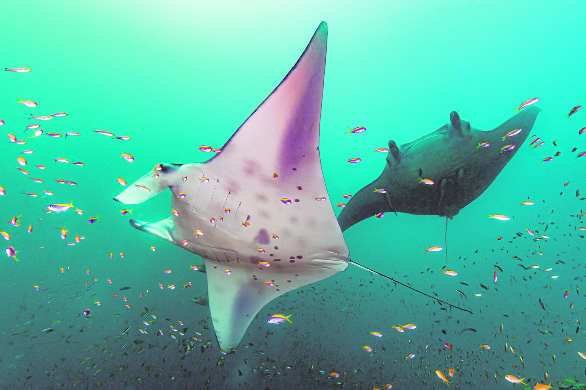 La manta, il diavolo del mare