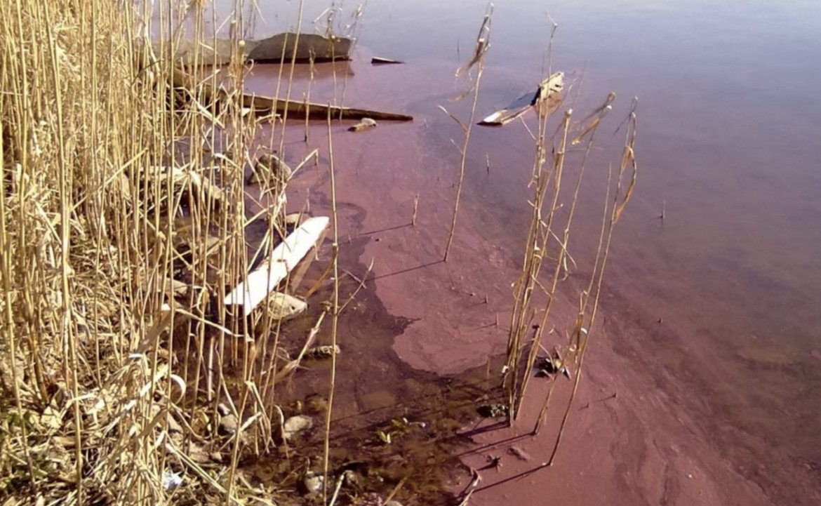 Le alghe anomale del lago di Vico