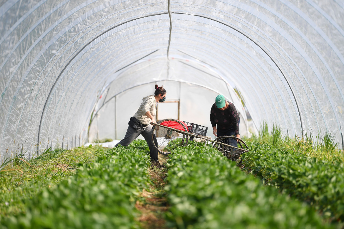 La buona agricoltura deve essere biologica ma anche sociale