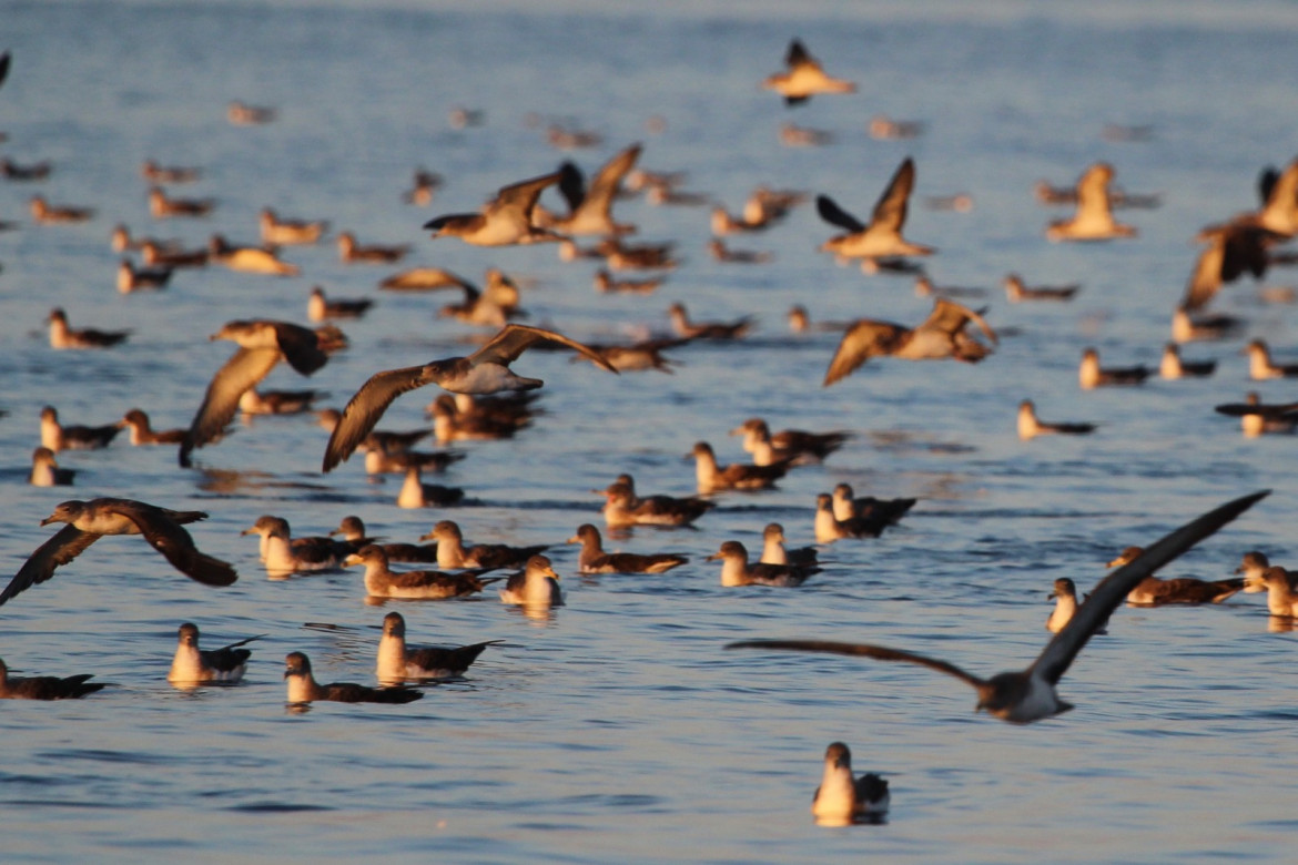 In volo con le berte