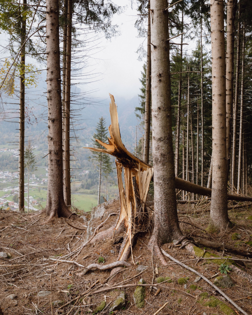 Una foresta in cammino verso il futuro