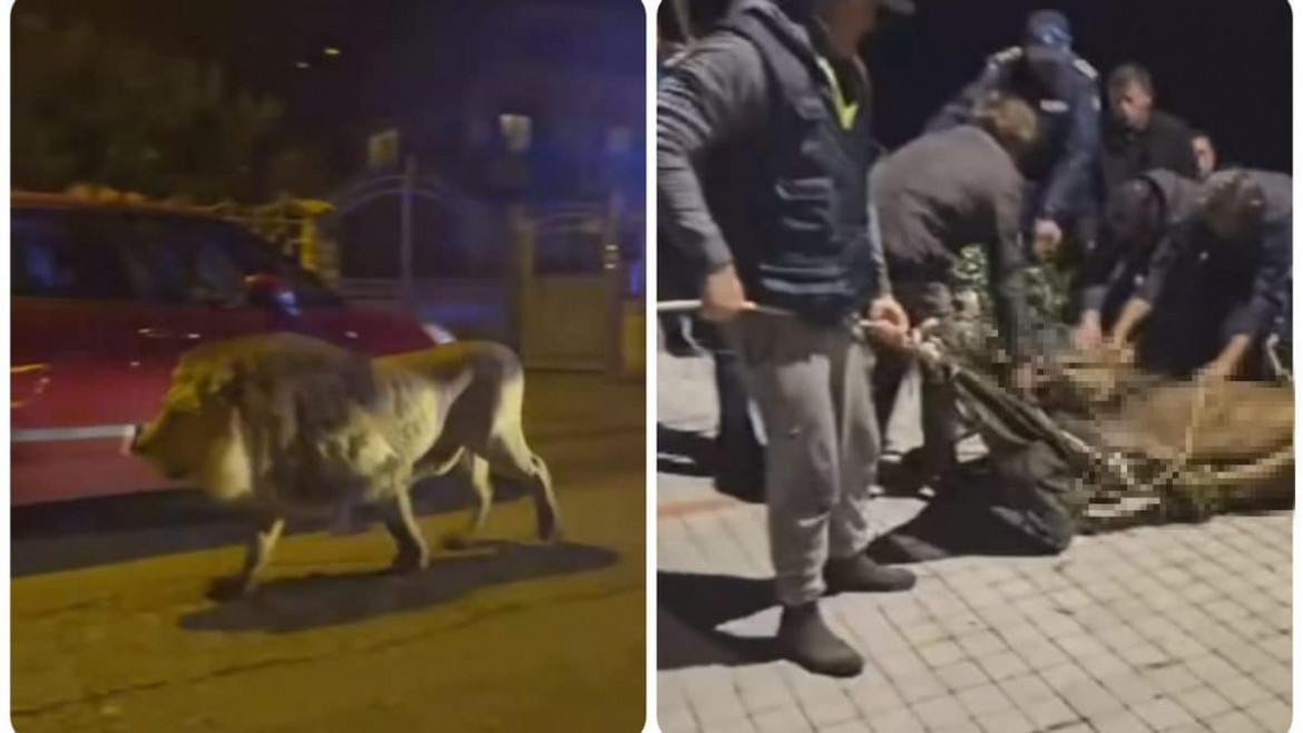 Il leone che si aggira per le strade di Ladispoli. E il momento della cattura