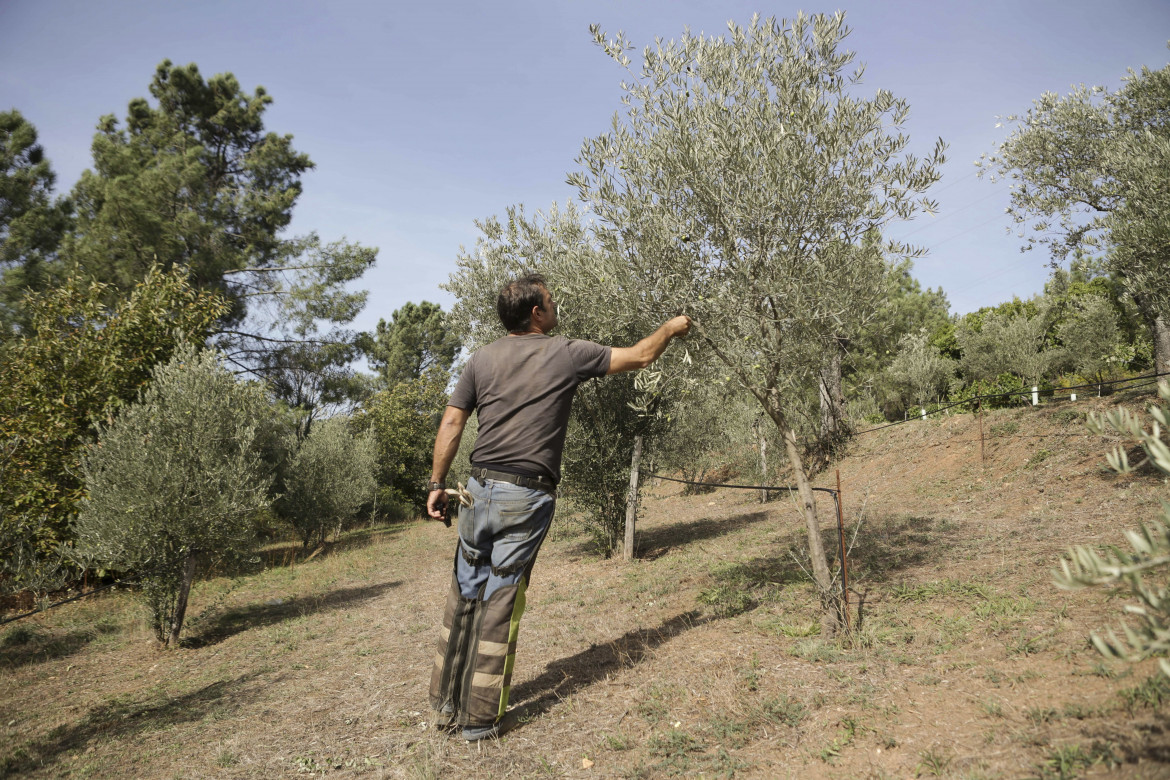 La spremuta più buona e salutare del mondo