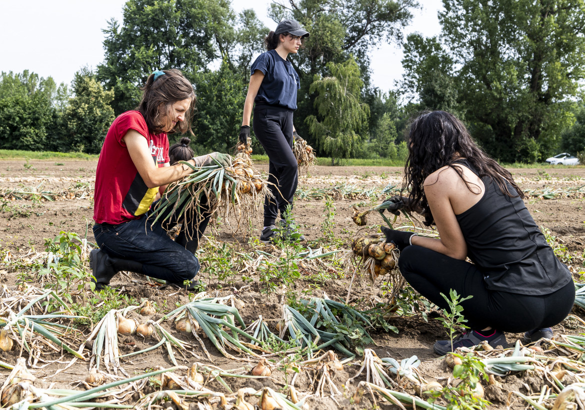 Operatrici di un’azianda di agricoltura biologica durante la raccolta delle cipolle foto Ap