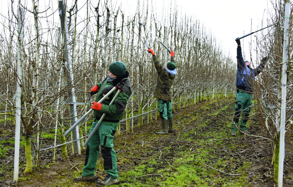 Poca frutta sulle tavole degli italiani