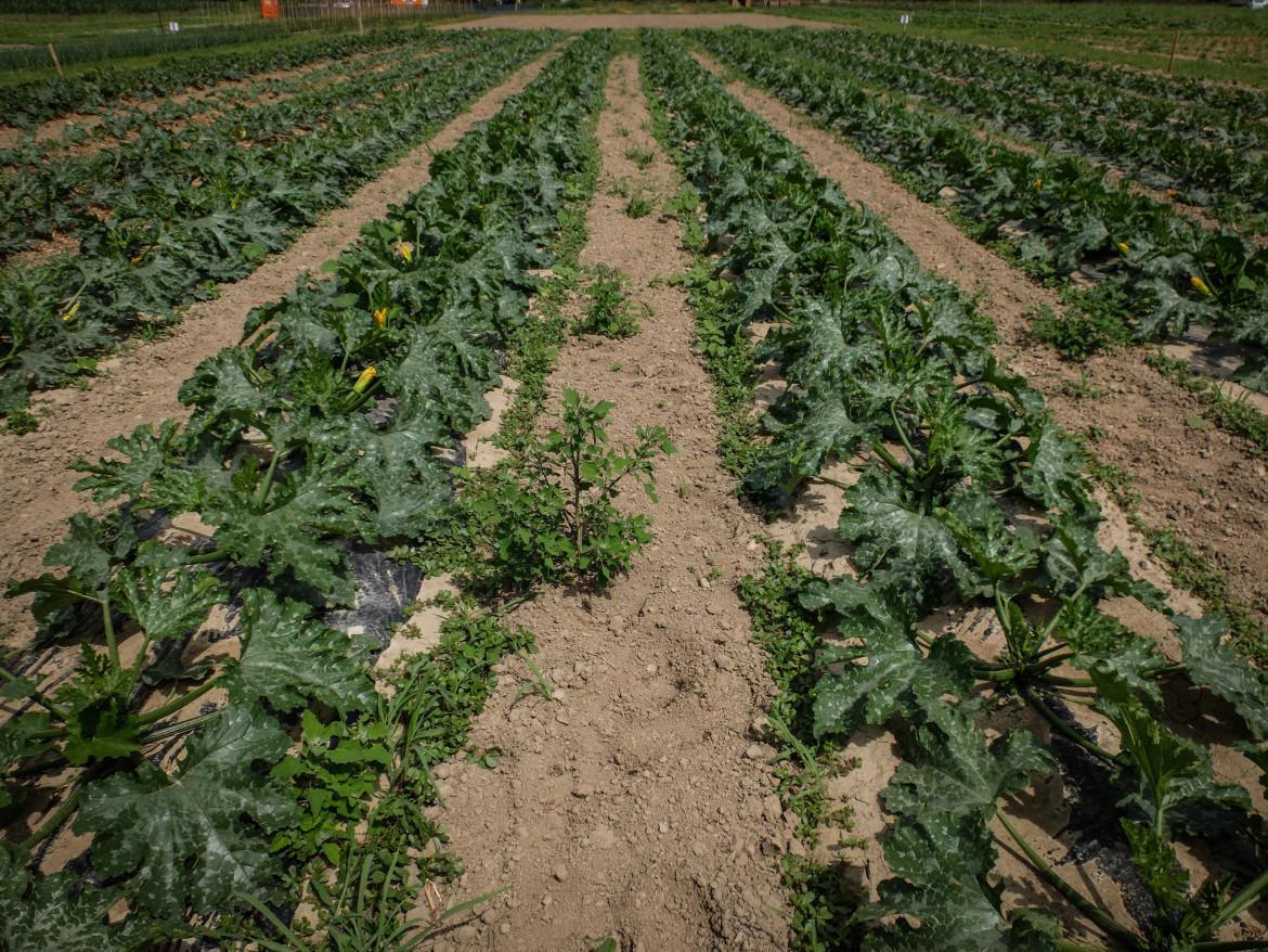 Al G7: superare il modello agricolo intensivo