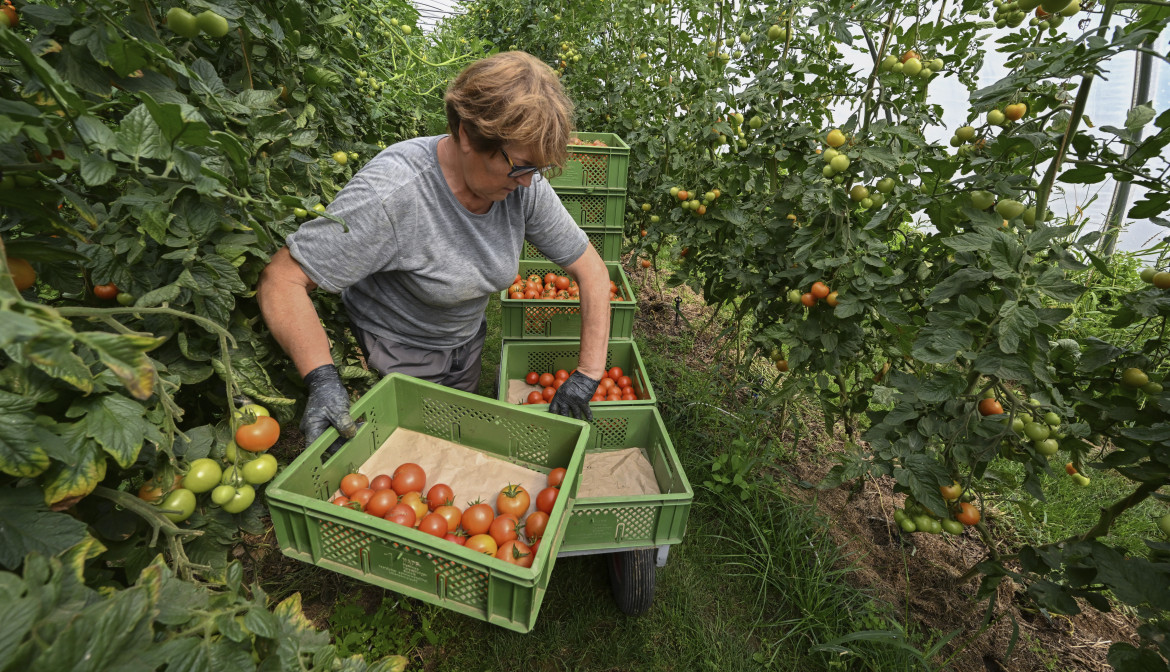 Soluzioni dai campi e dalle tavole: la filiera dell’Agroecologia