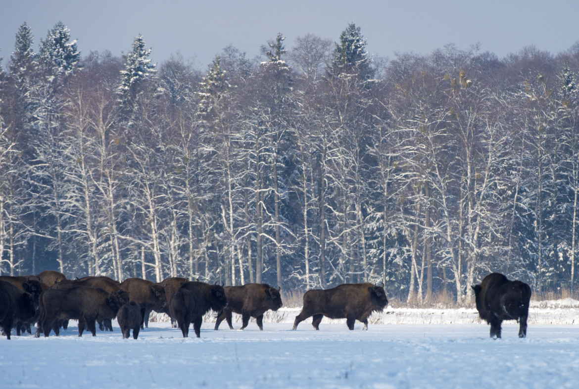 Białowieża, il muro che uccide