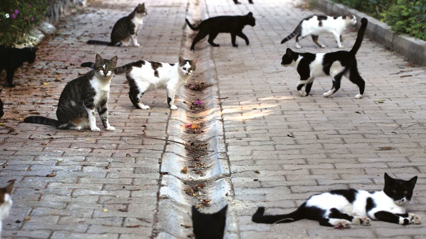 La colonia felina a rischio perché apre un cantiere