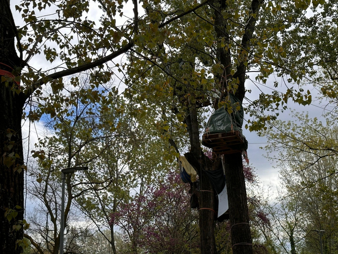 La resistenza degli alberi di Bologna, sgombero fallito