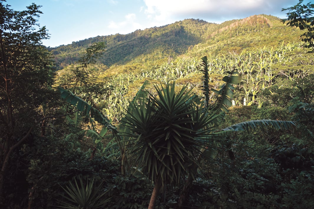 La foresta al confine tra Nicaragua e Honduras (Kike Calvo via AP Images)