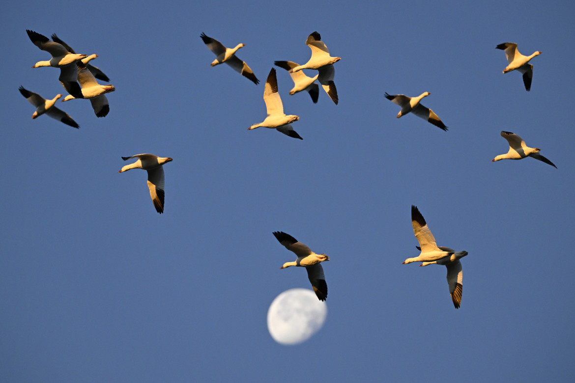 Biodiversità, in Italia a rischio avifauna e anfibi