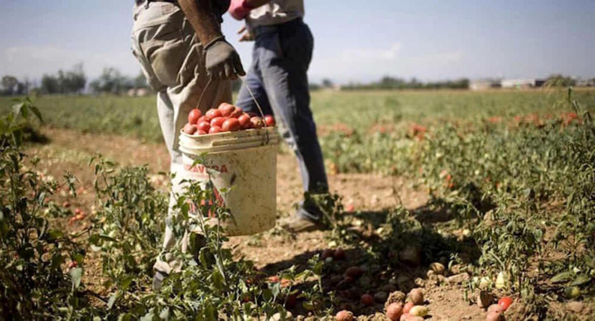 Migranti al lavoro nei campi di pomodori