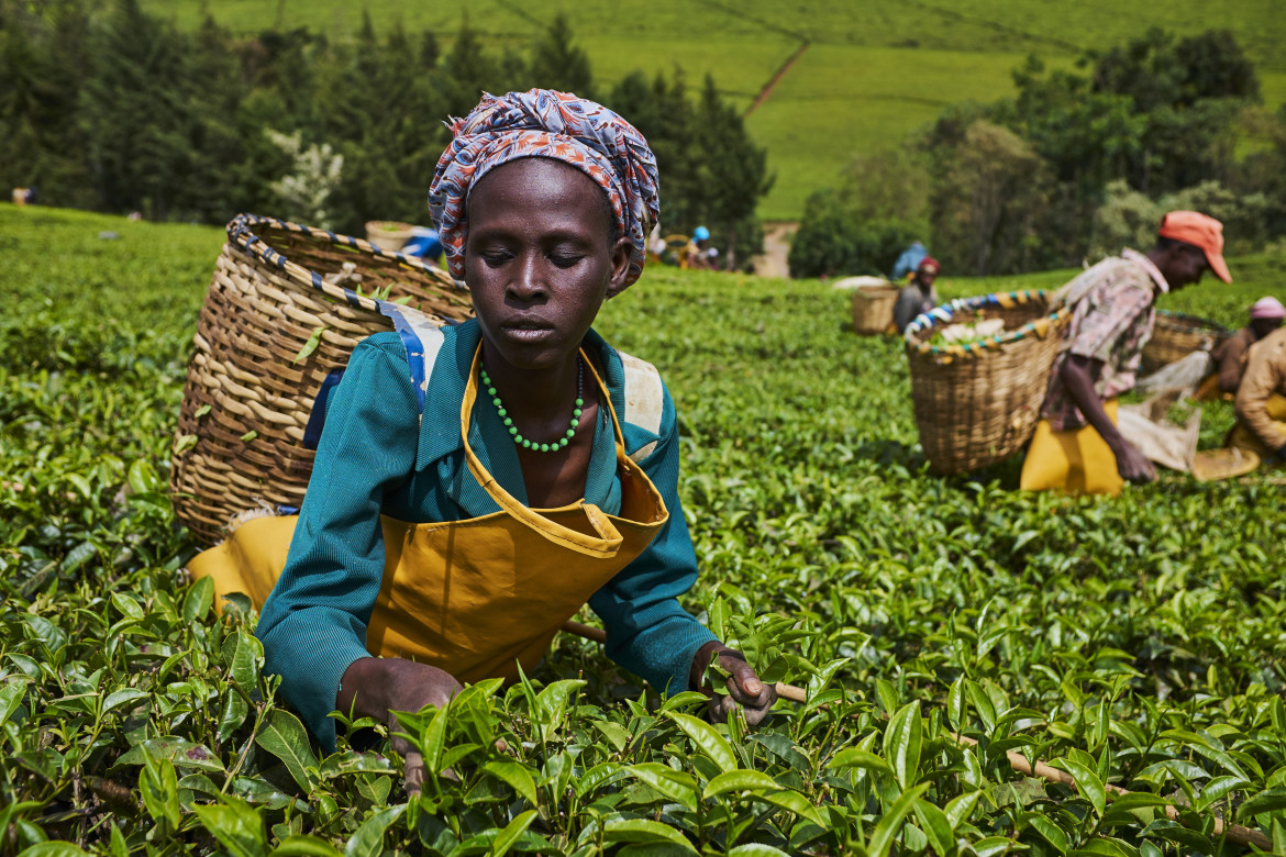 Il tè del Kenya rende nervosi