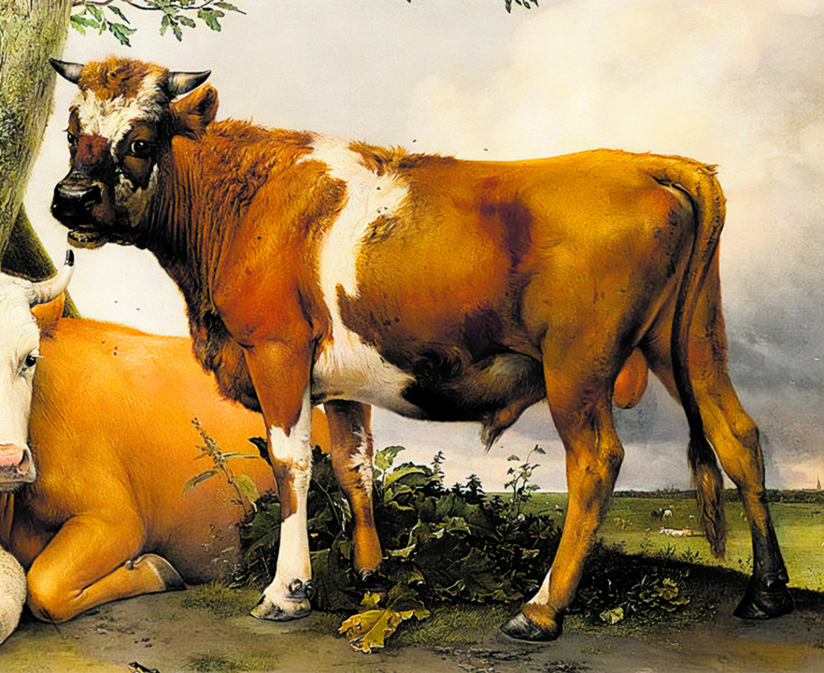 Paulus Potter, "De Stier" (Il giovane toro)