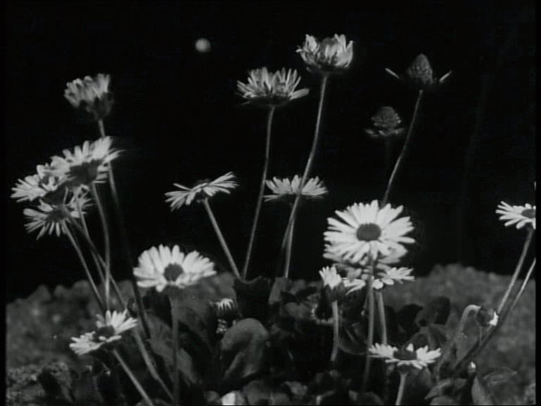 Jean Comandon e la danza del vegetale