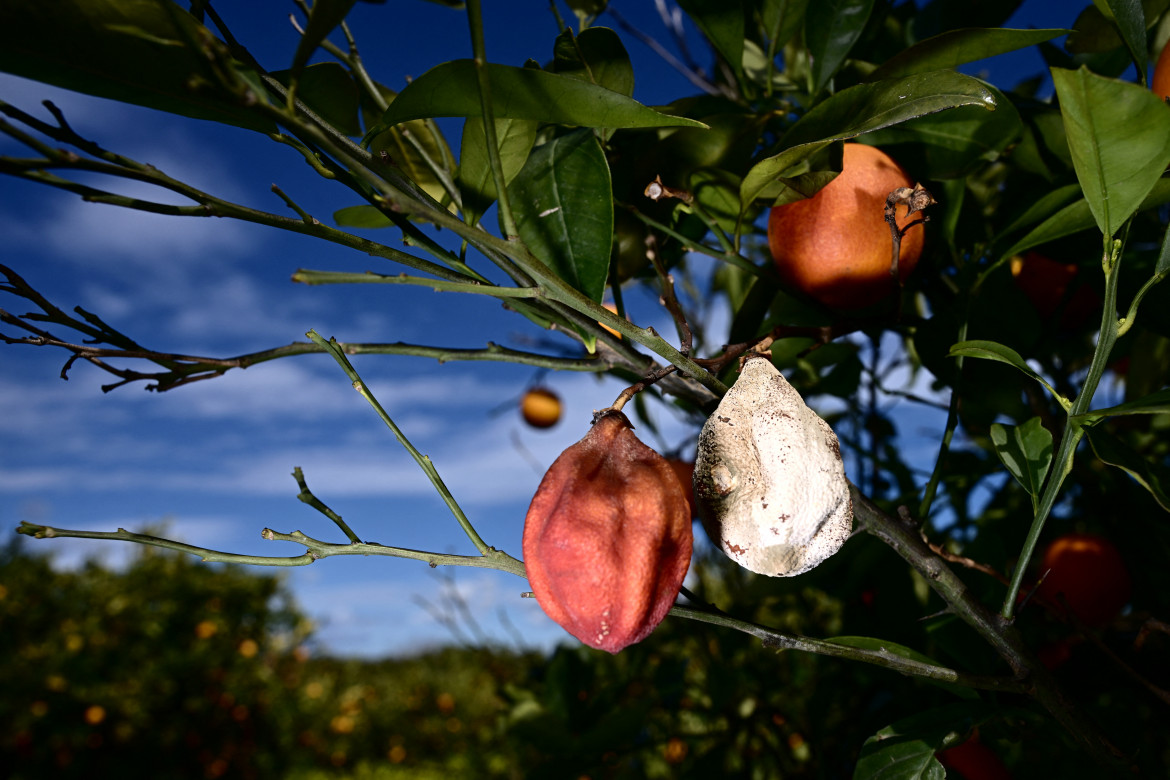 La siccità soffoca le piante della Sicilia