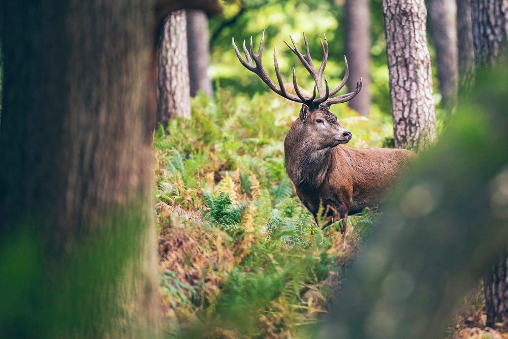 Un cervo maschio nel parco nazionale dell’Abruzzo