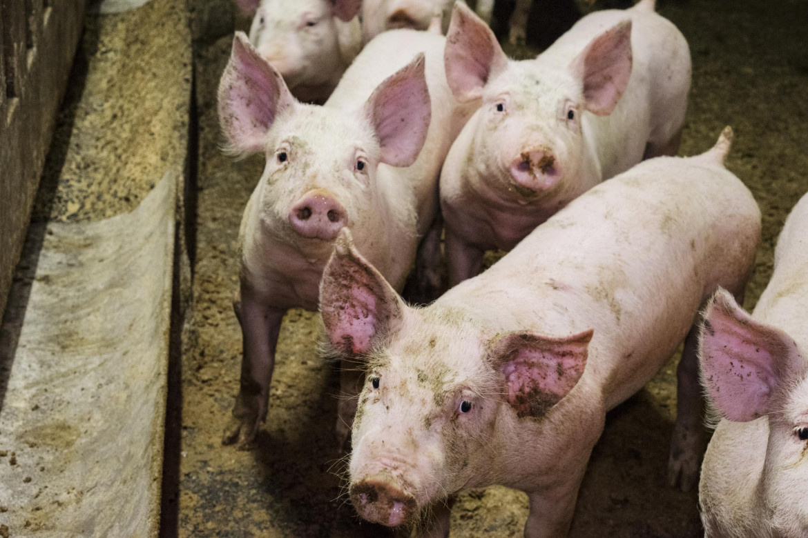 Peste suina, la cura è ridurre gli allevamenti