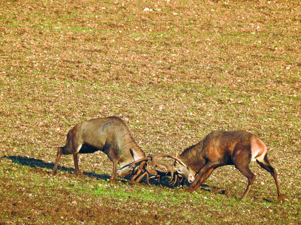 Cervi in Abruzzo foto di Luca Di Vincenzo