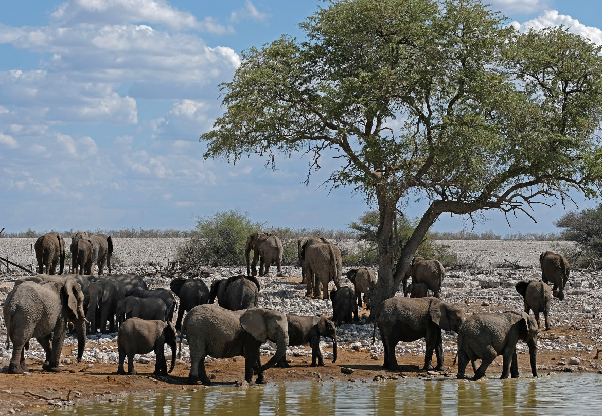 Carne di elefante contro la fame