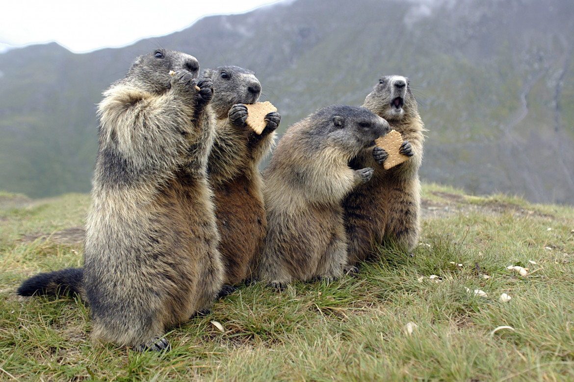 Marmotte alpine foto Ap