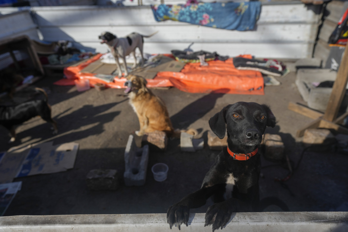 In basso a destra, cani abbandonati foto Ap