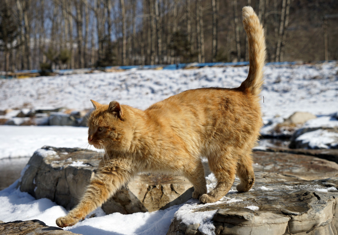 Il peso ambientale ed etico dei cibi per cani e gatti ipernutriti