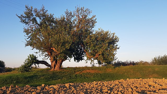 In Palestina, memoria di una presenza silenziosa