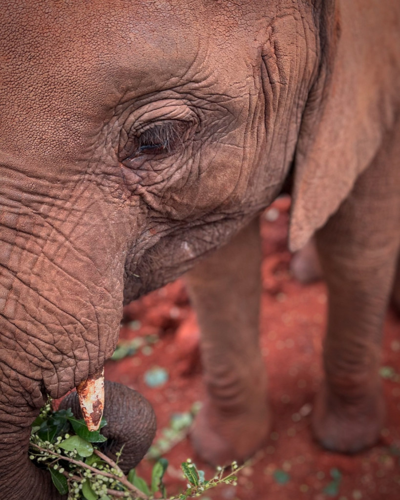 Un elefante al Nairobi National Park