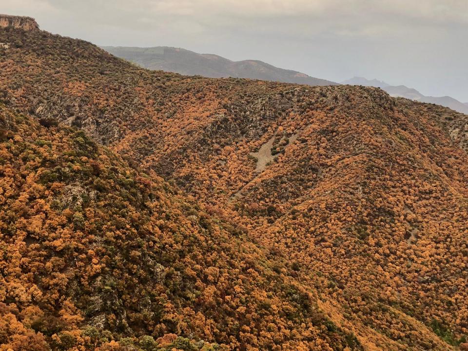 Foresta disseccata dal grande caldo in Ogliastra