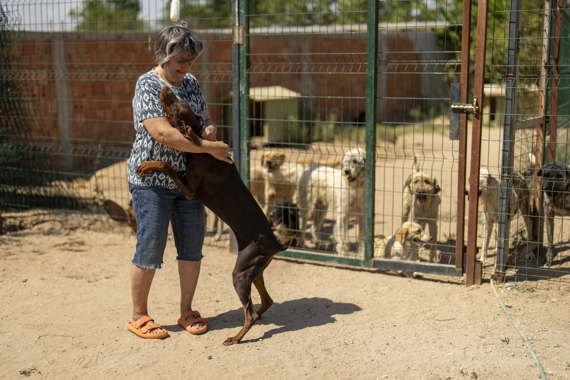 «Adozioni consapevoli, sterilizzazioni e servizi per svuotare canili e rifugi»