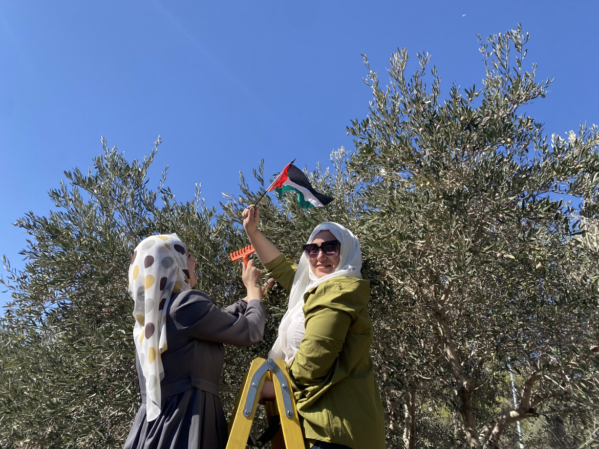 La raccolta delle olive a Um Safa, villaggio alle porte di Ramallah foto di Michele Giorgio