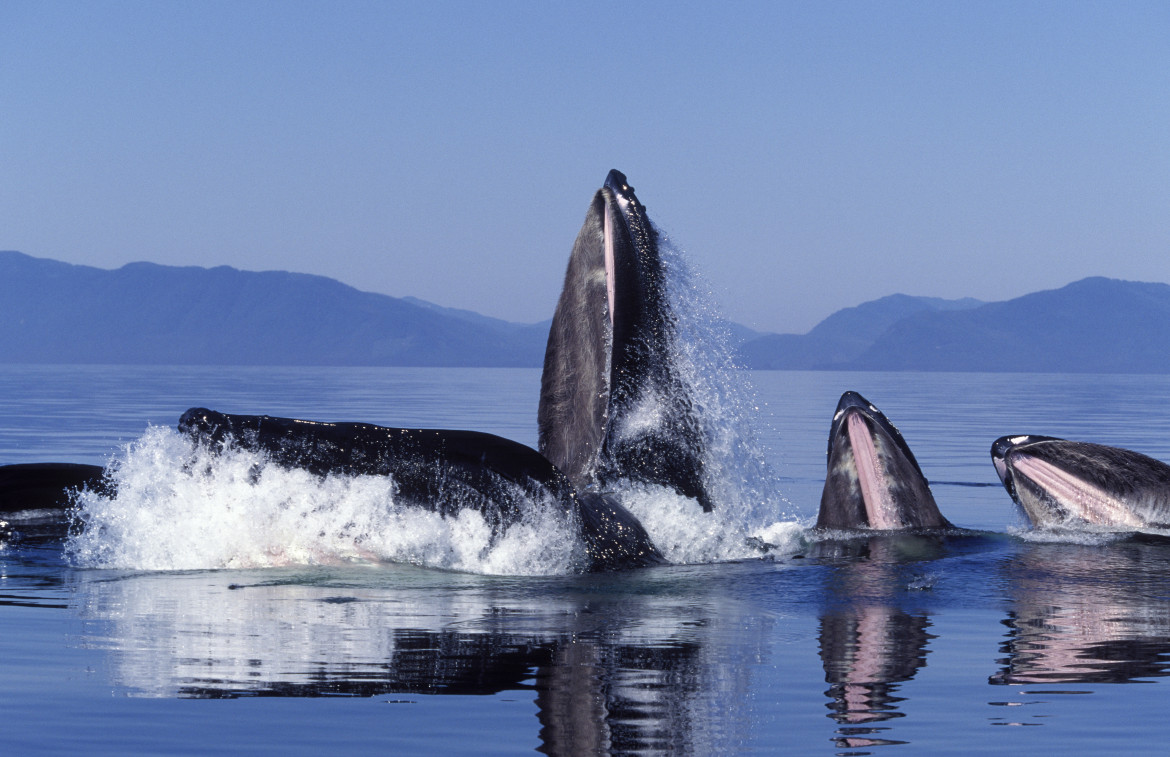 Il dialetto dei cetacei