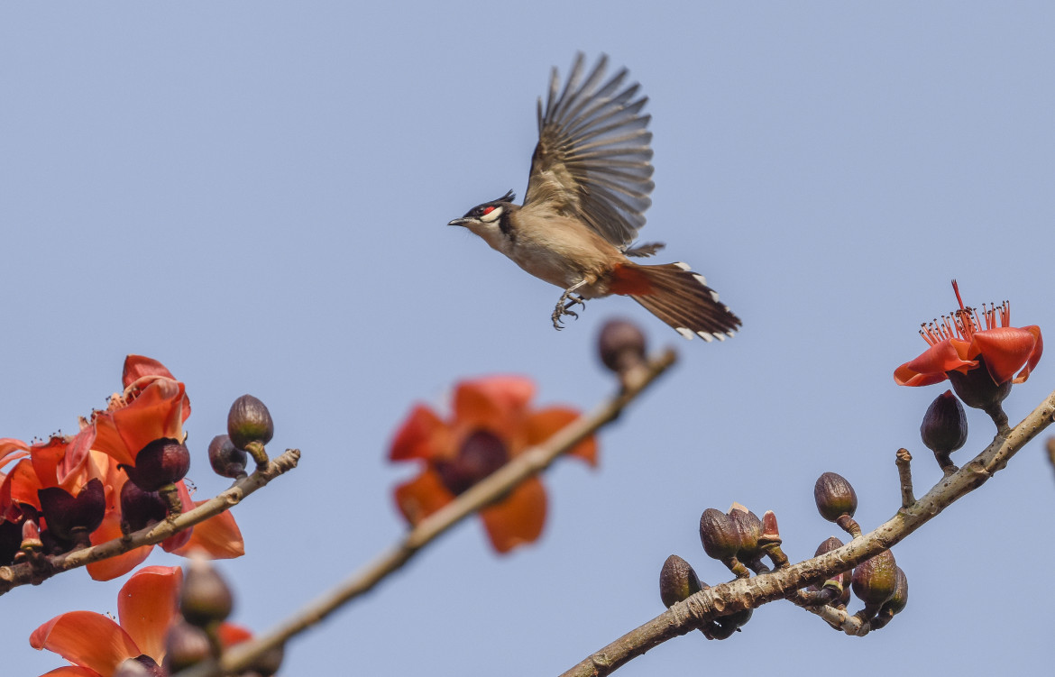 La fauna che semina