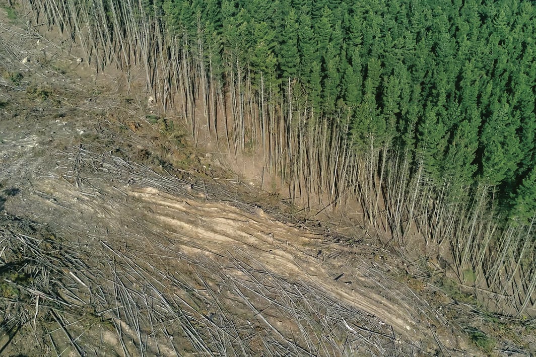 I consumi umani di cibo causano la deforestazione