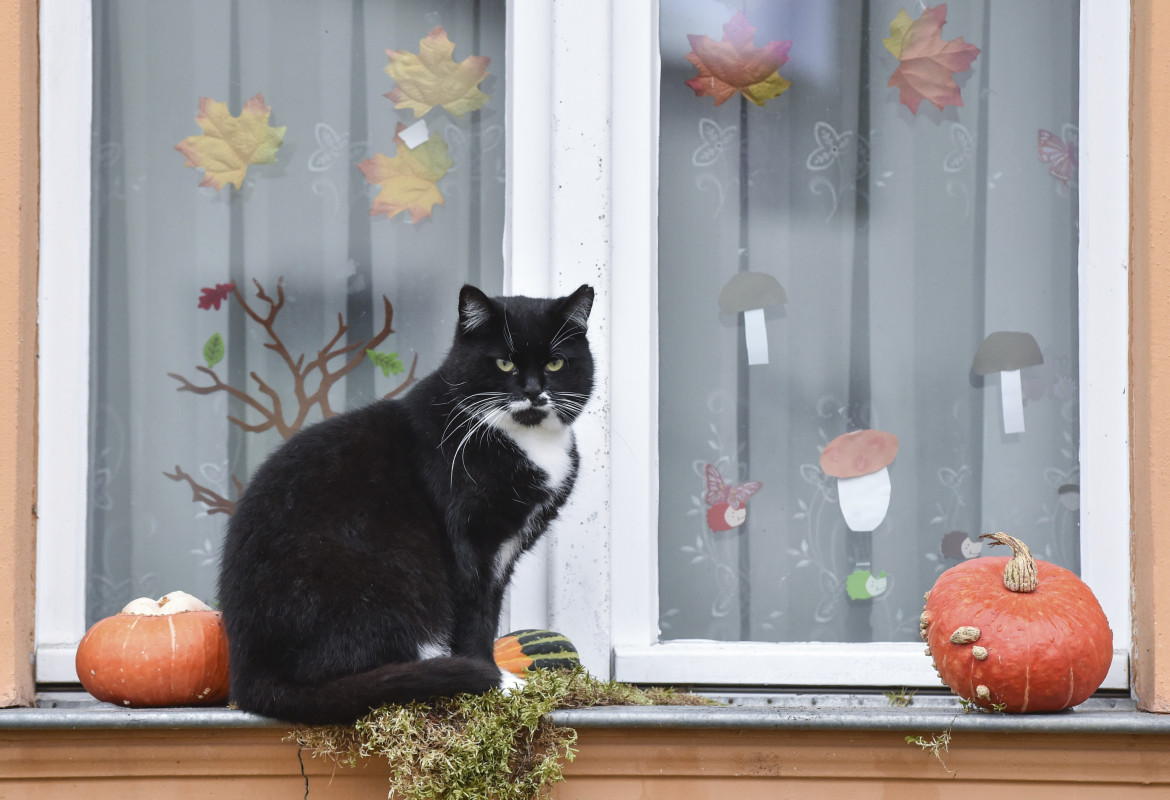 New York, alla parata di Halloween anche le “cat lady” per Kamala