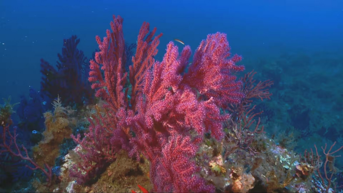 «Un Mediterraneo di Biodiversità», un documentario subacqueo prodotto dall’Arpa Sicilia