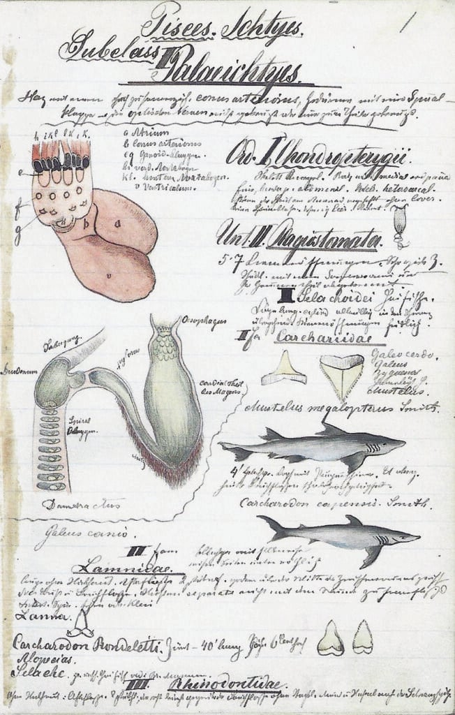 Emil Holub, pagina del notebook di zoologia dedicato ai pesci, 1883-’86