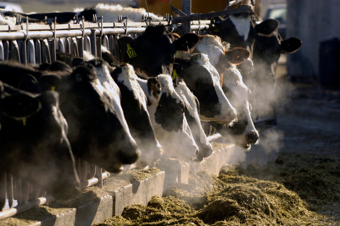 Allevamenti intensivi di bovini foto Charlie Litchfield/Ap