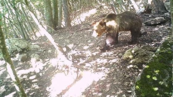 Fauna selvatica, la Consulta boccia i ricorsi contro  le leggi provinciali di Trento e Bolzano
