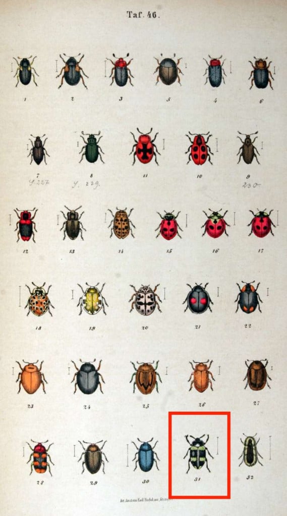 Un trattato da entomologo che è diario di un’ossessione
