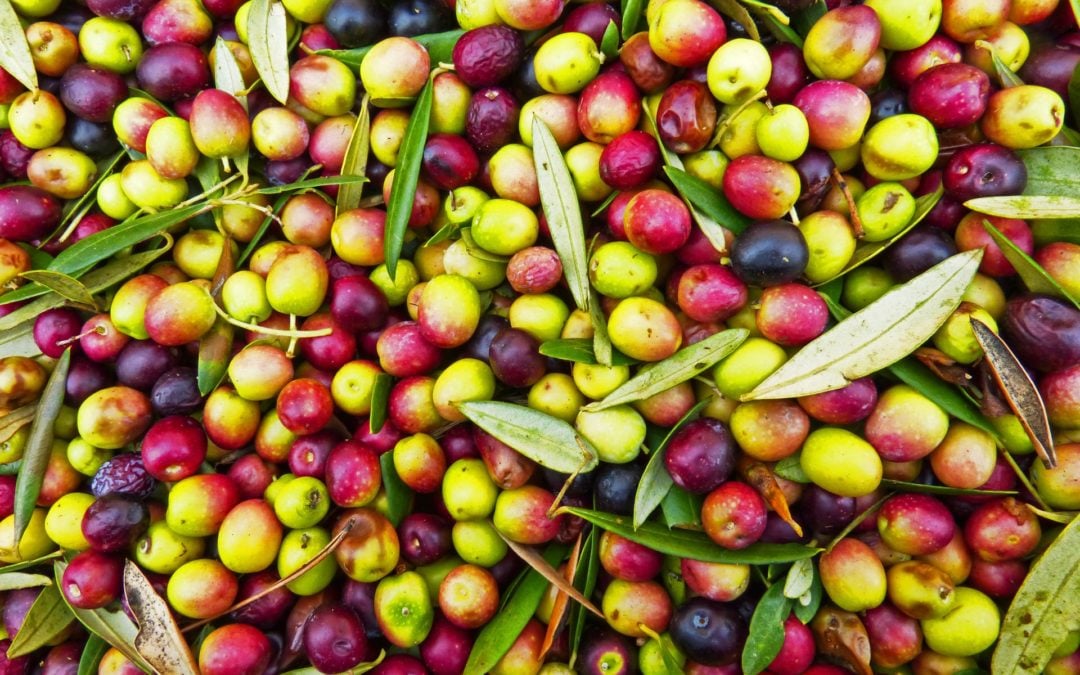 CONSUMI. Cambiamento climatico e mercato alimentare - il caso olio d'oliva