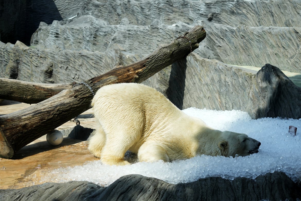 08-un-orso-polare-allo-zoo-di-praga-in-repubblica-ceca-petr-david-josek-ap