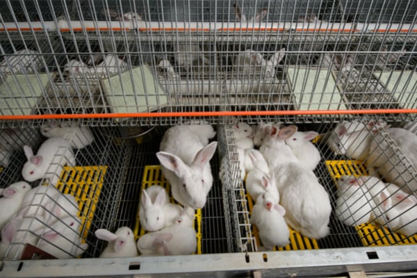 Messico, filmati gli orrori nelle gabbie per conigli