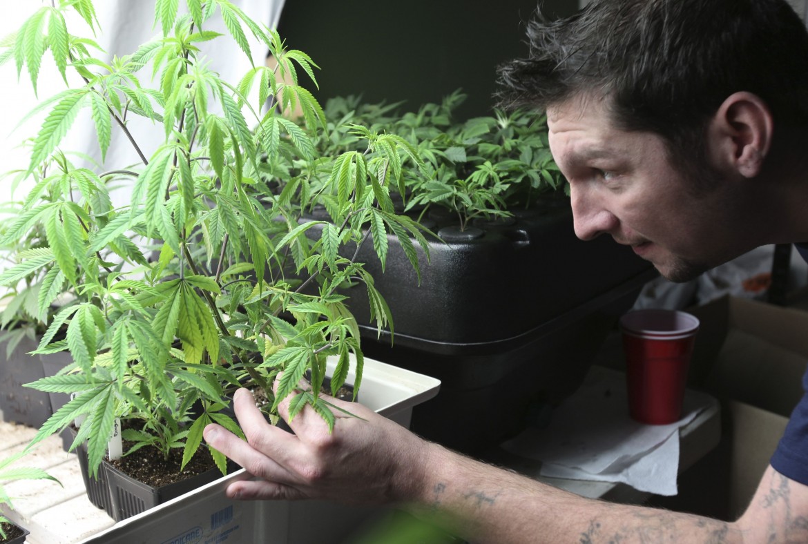 Depenalizzata la coltivazione della cannabis, anzi no