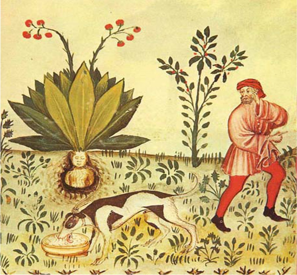 Mandragora, la pianta del sabba